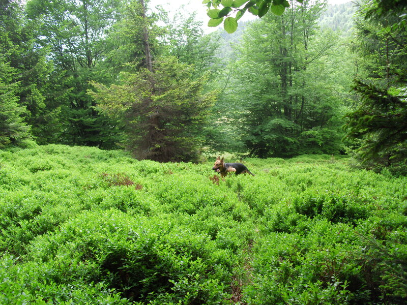 German Shepherd Dog — Green, Serene, Afternoon
