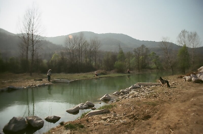 German Shepherd Dog — Green, Serene