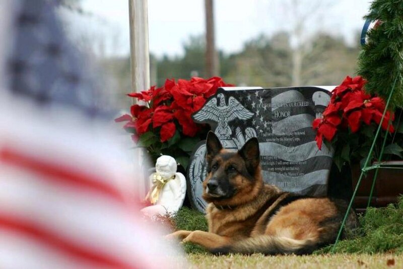 German Shepherd Dog — Green, Solemn