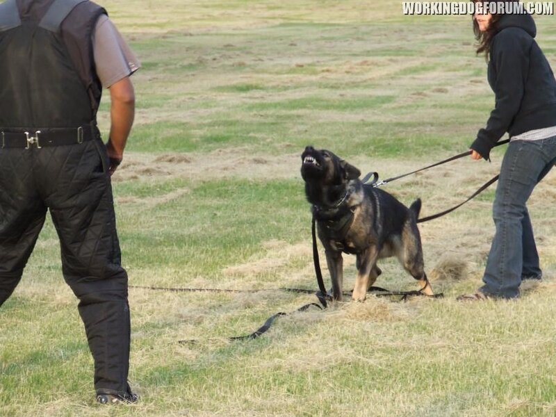 German Shepherd Dog — Green, Tense