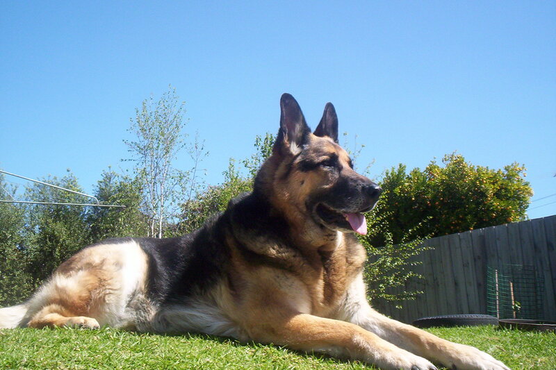 German Shepherd Dog — Green