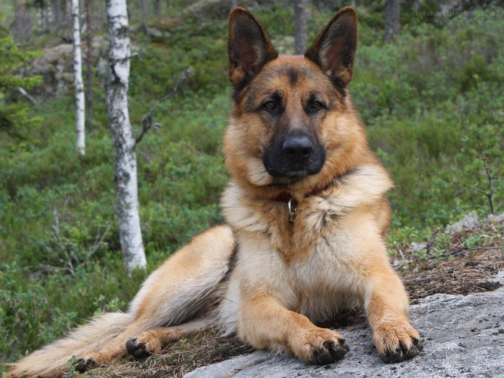 German Shepherd dog in forest