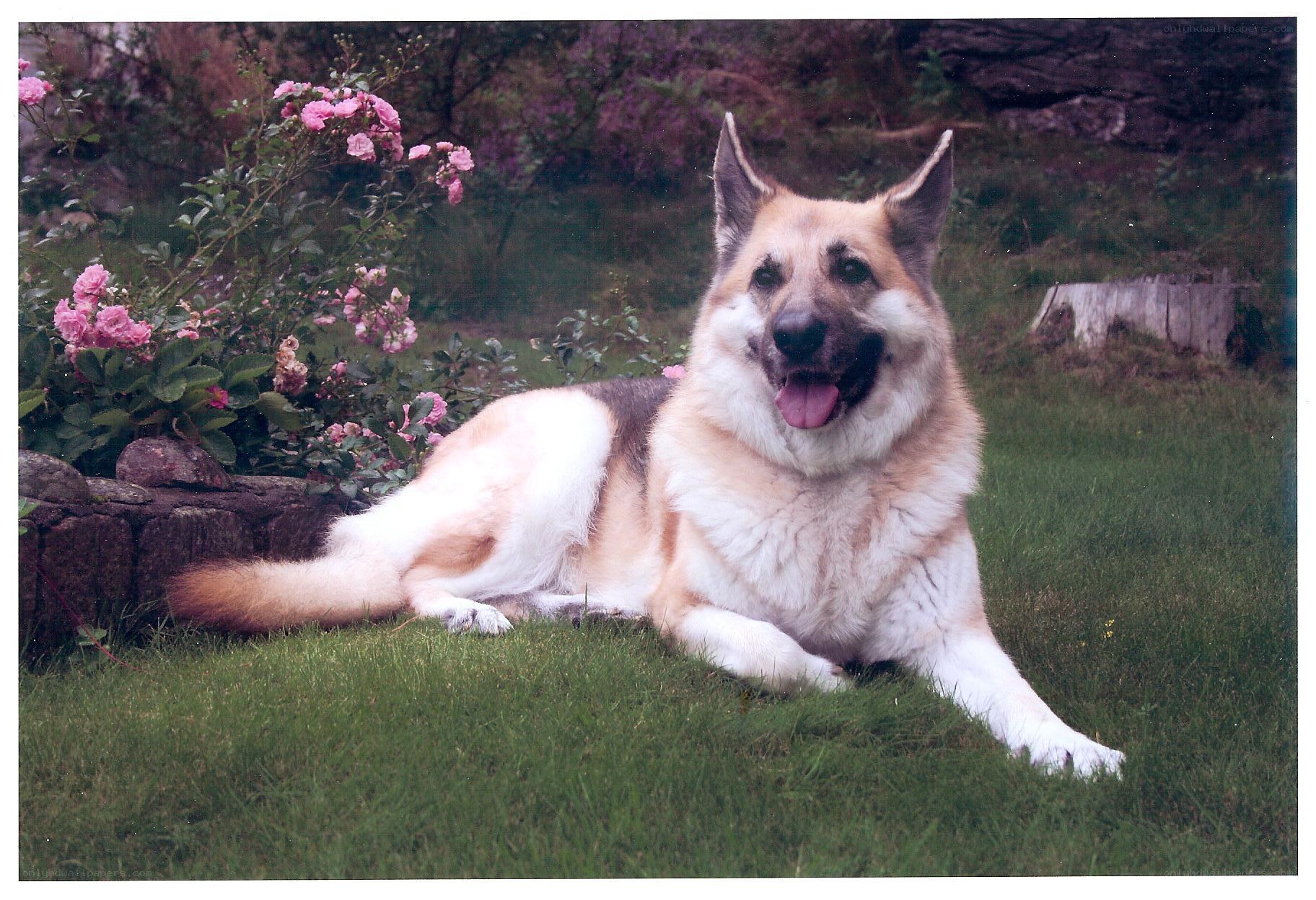 German Shepherd dog in garden