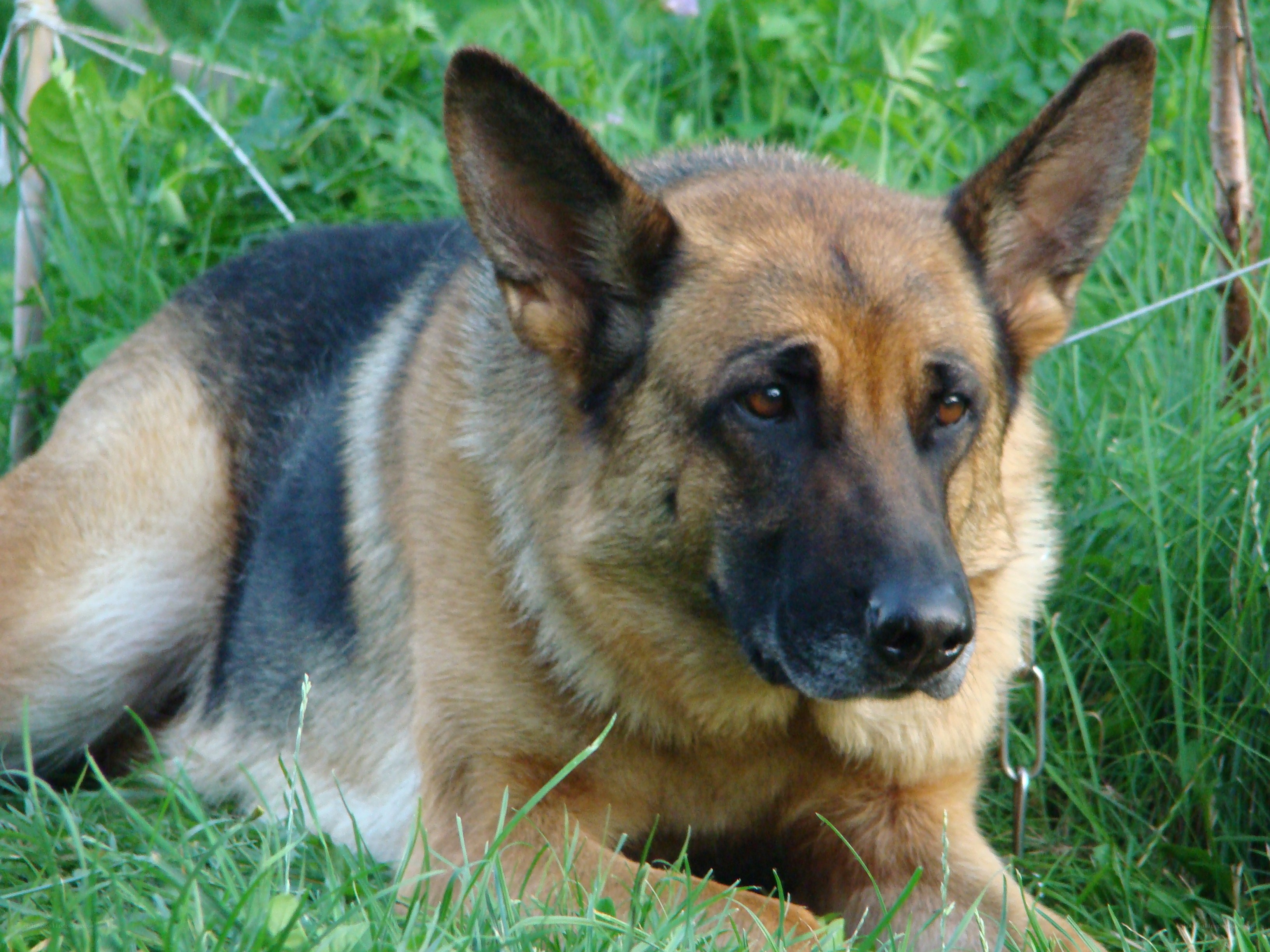 German Shepherd dog in grass