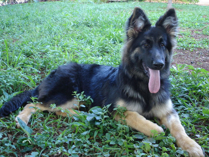 German Shepherd dog in grass