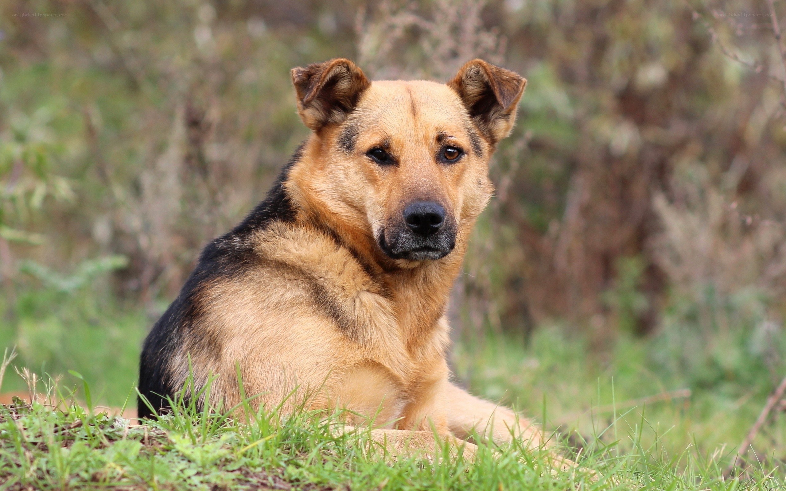 German Shepherd dog in grass