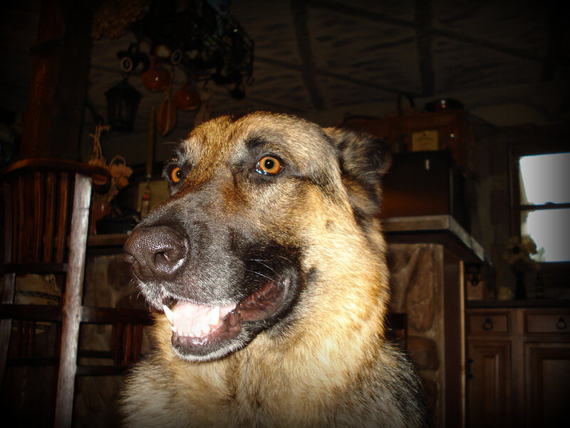 German Shepherd dog indoors