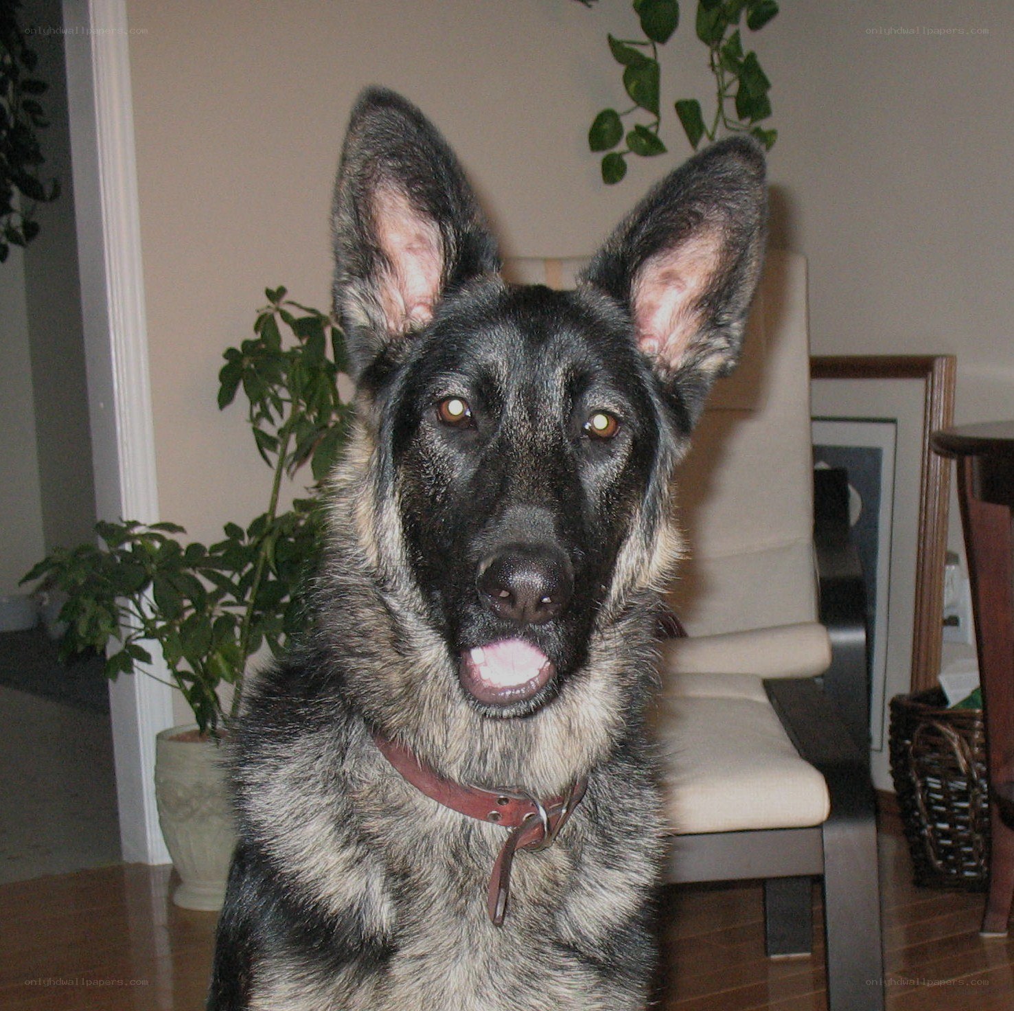 German Shepherd dog indoors