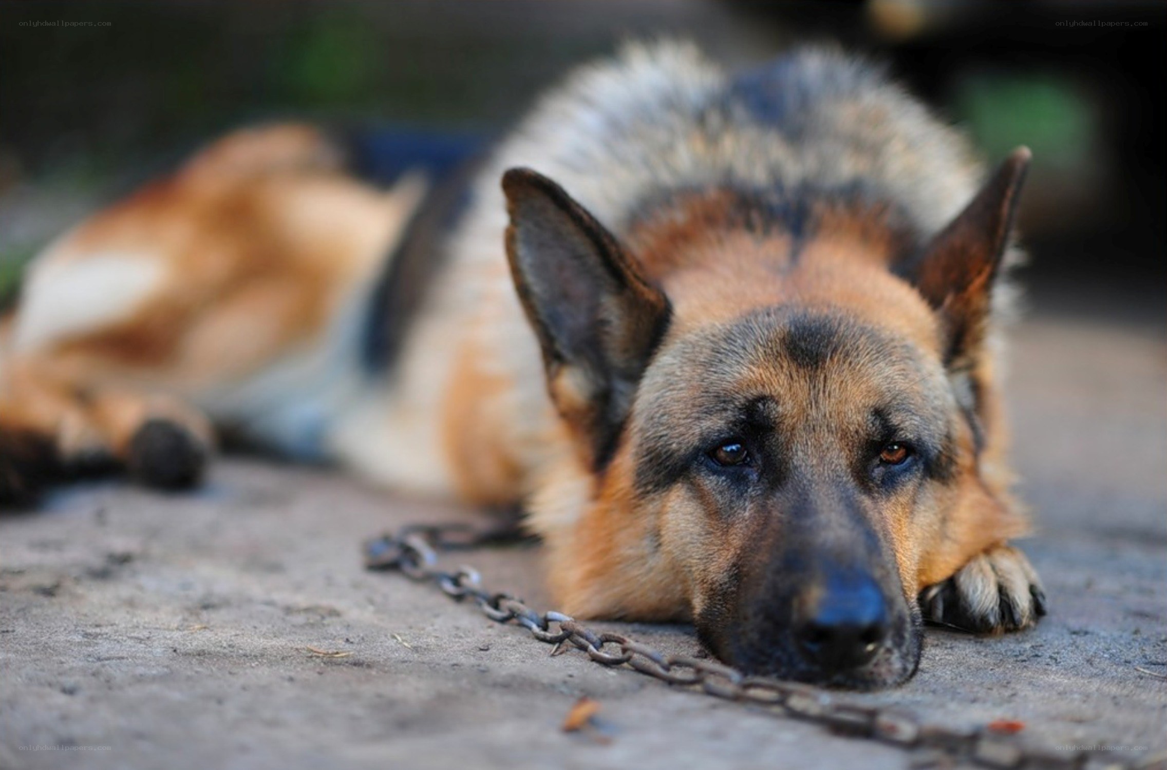 German Shepherd Dog Lying Down