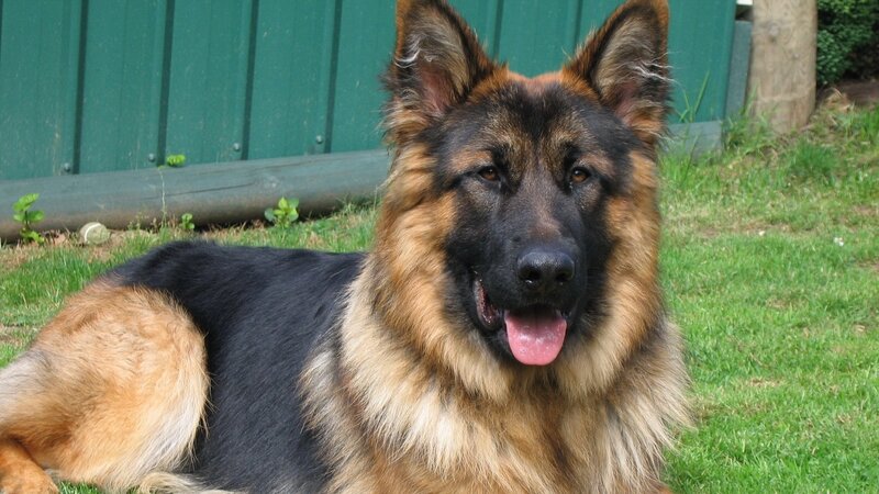 German Shepherd dog lying on grass