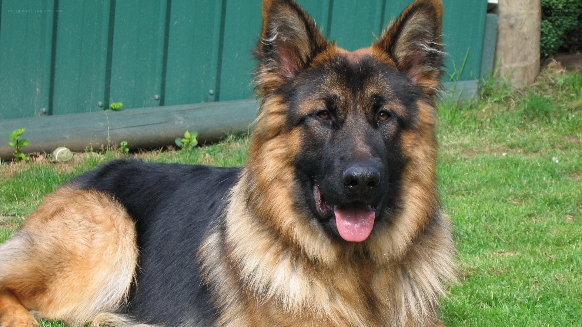 German Shepherd dog lying on grass