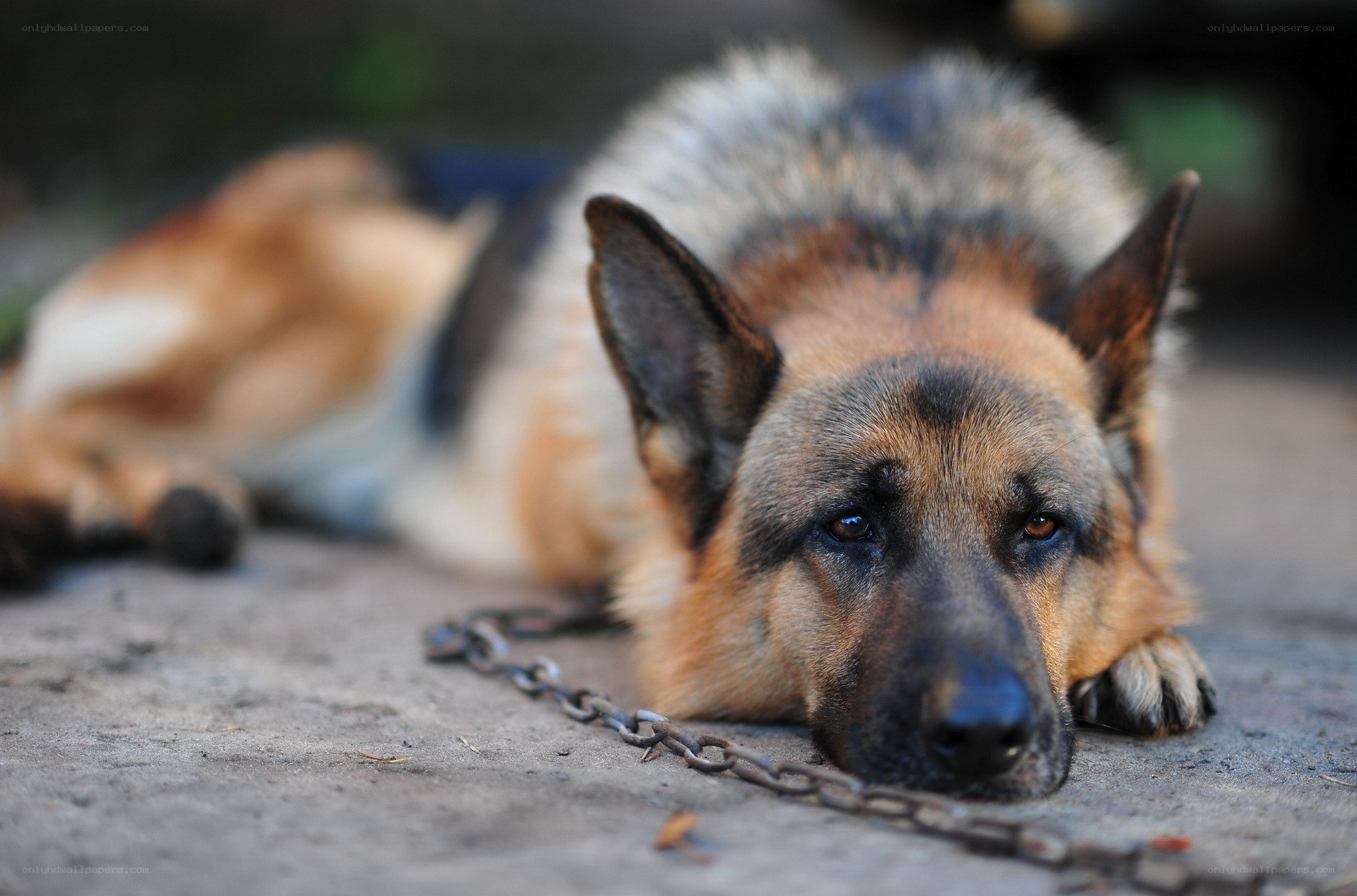 German Shepherd Dog on Chain