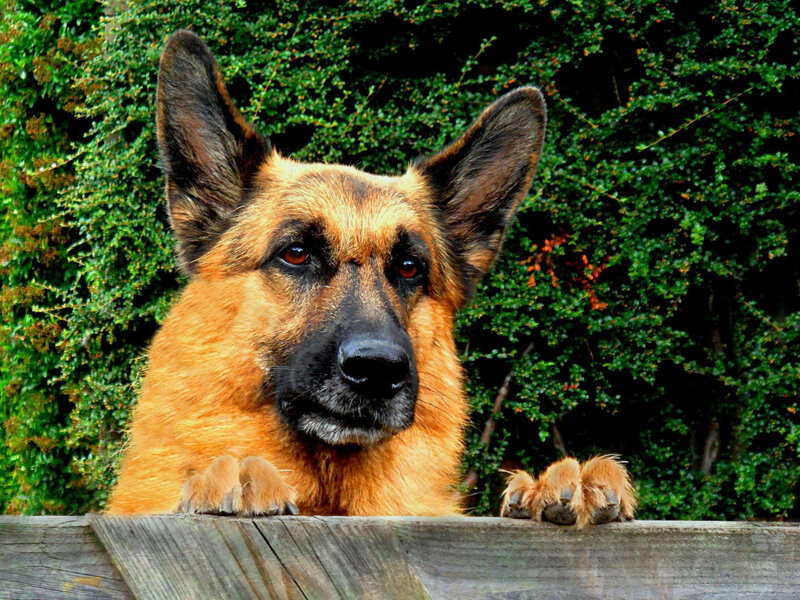 German Shepherd dog on fence