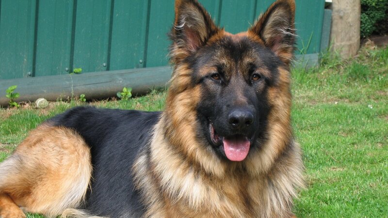 German Shepherd dog on grass