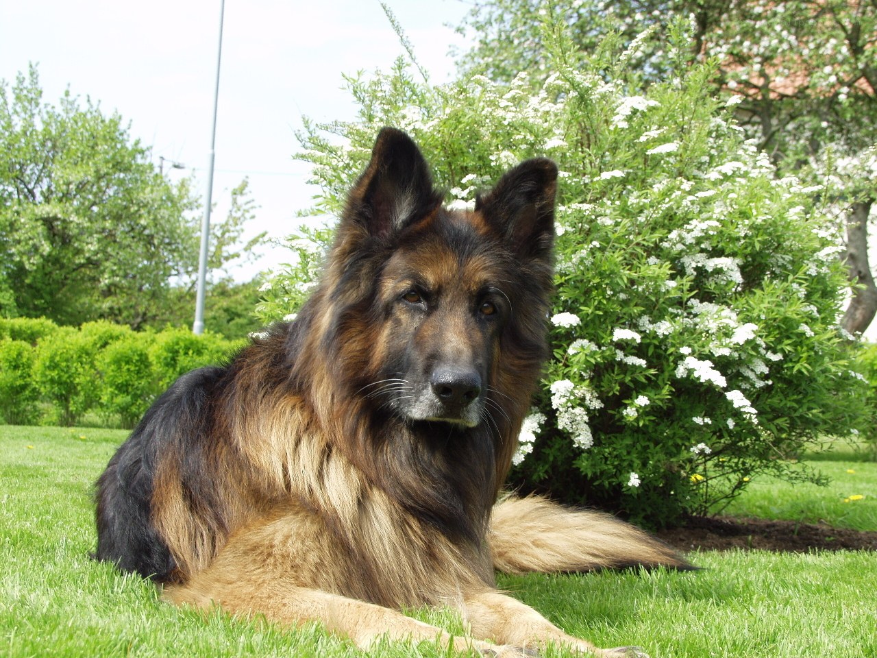 German Shepherd dog on grass