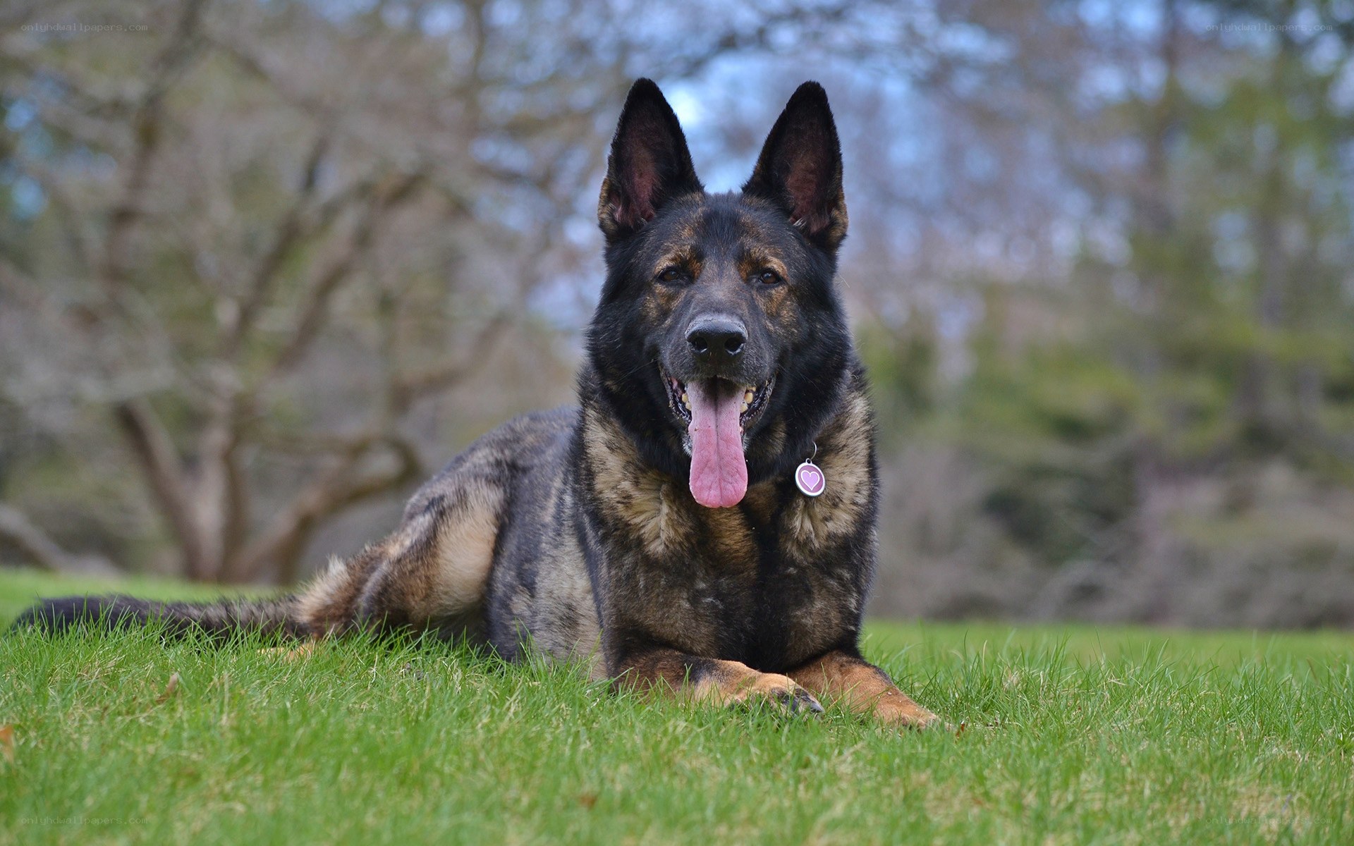 German Shepherd dog on grass