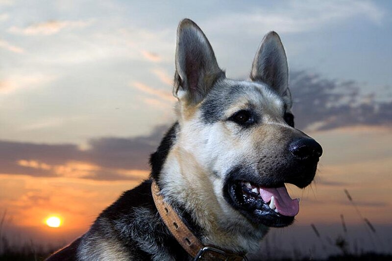 German Shepherd Dog — Orange, Dramatic