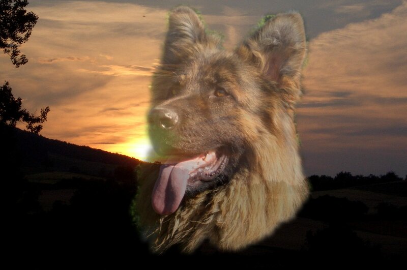 German Shepherd Dog — Orange, Serene, Sunset, Photograph, Sky