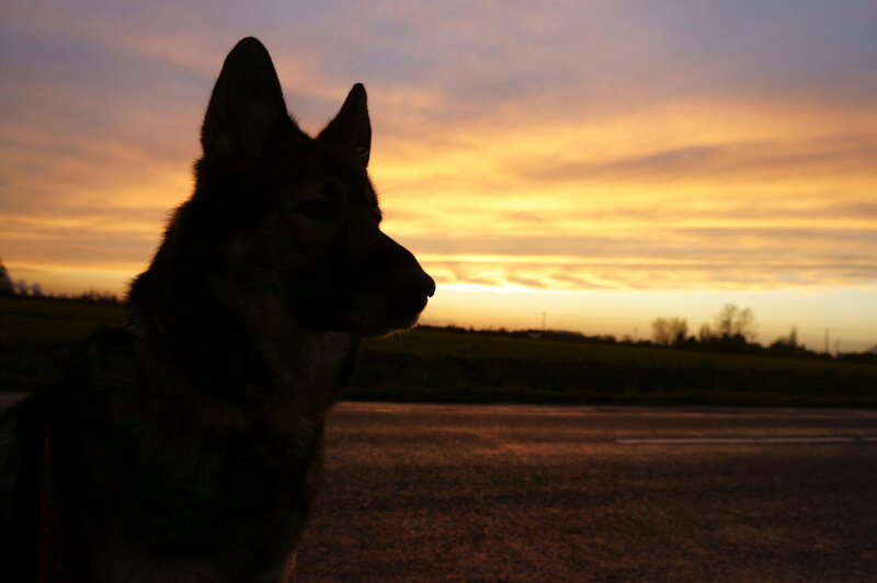 German Shepherd Dog — Orange, Serene, Sunset, Photograph