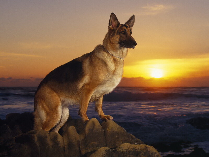 German Shepherd Dog — Orange, Serene, Sunset