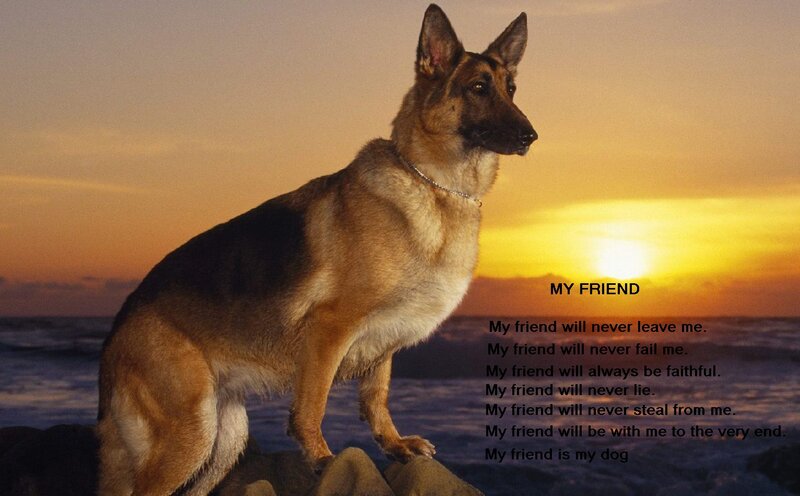 German Shepherd Dog — Orange, Serene
