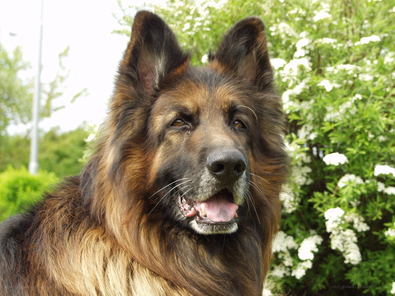 German Shepherd dog outdoors