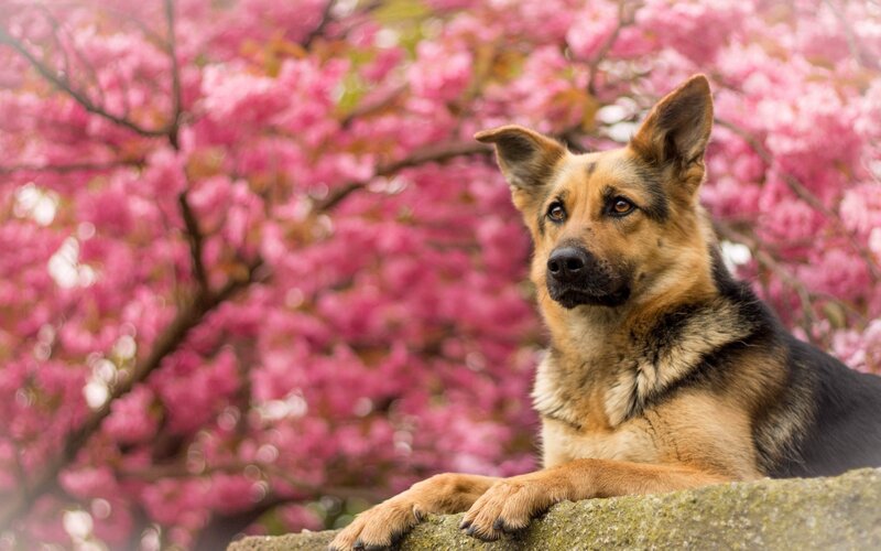 German Shepherd Dog — Pink, Calm