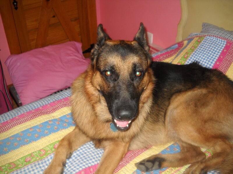 German Shepherd Dog — Pink