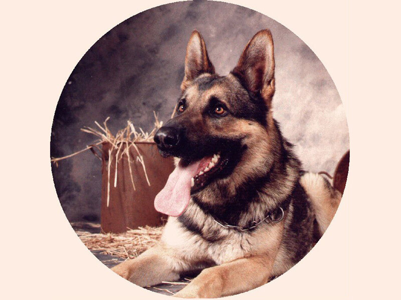 German Shepherd dog portrait