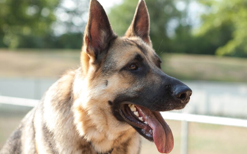 German Shepherd dog portrait