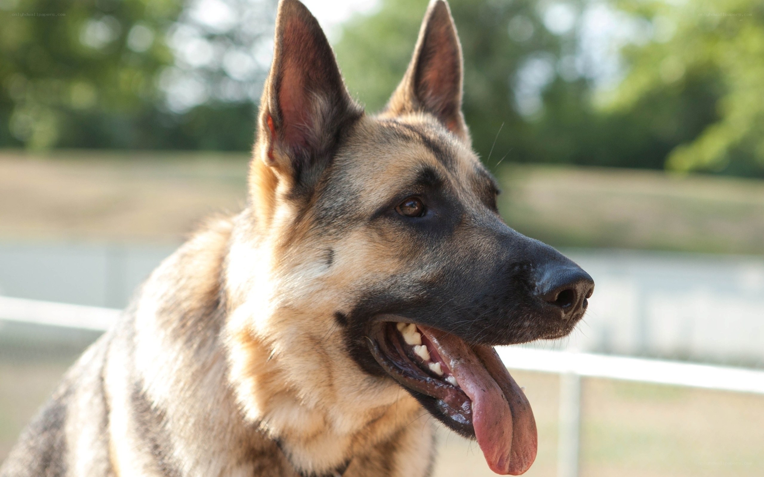 German Shepherd dog portrait