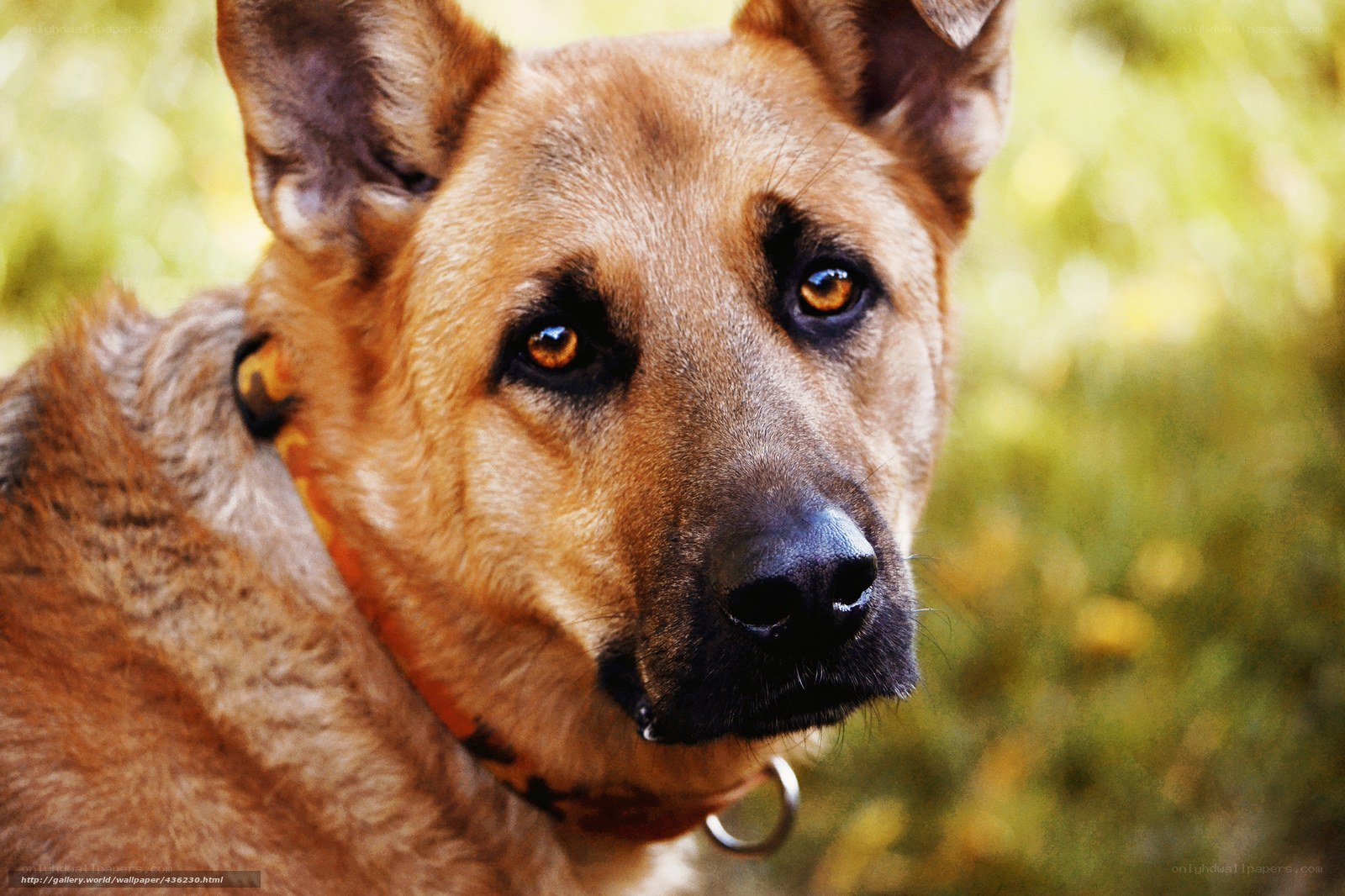 German Shepherd Dog Portrait