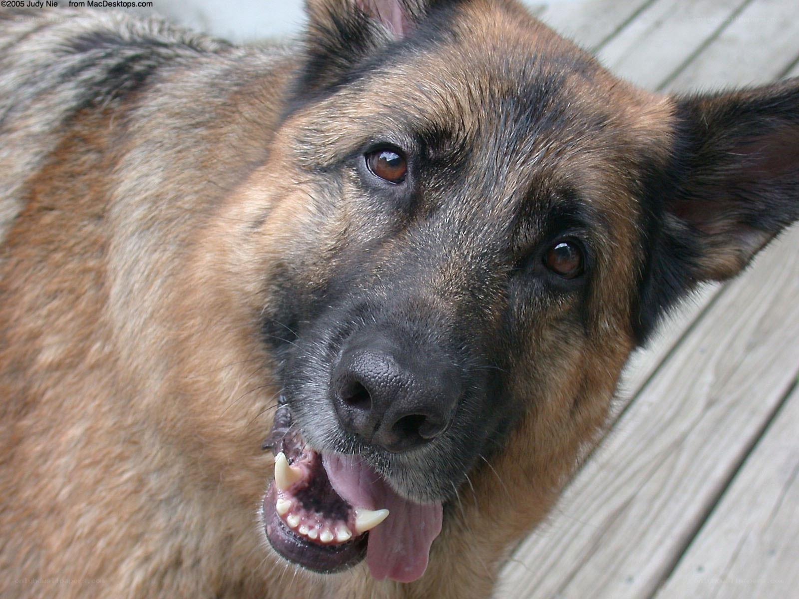 German Shepherd dog portrait
