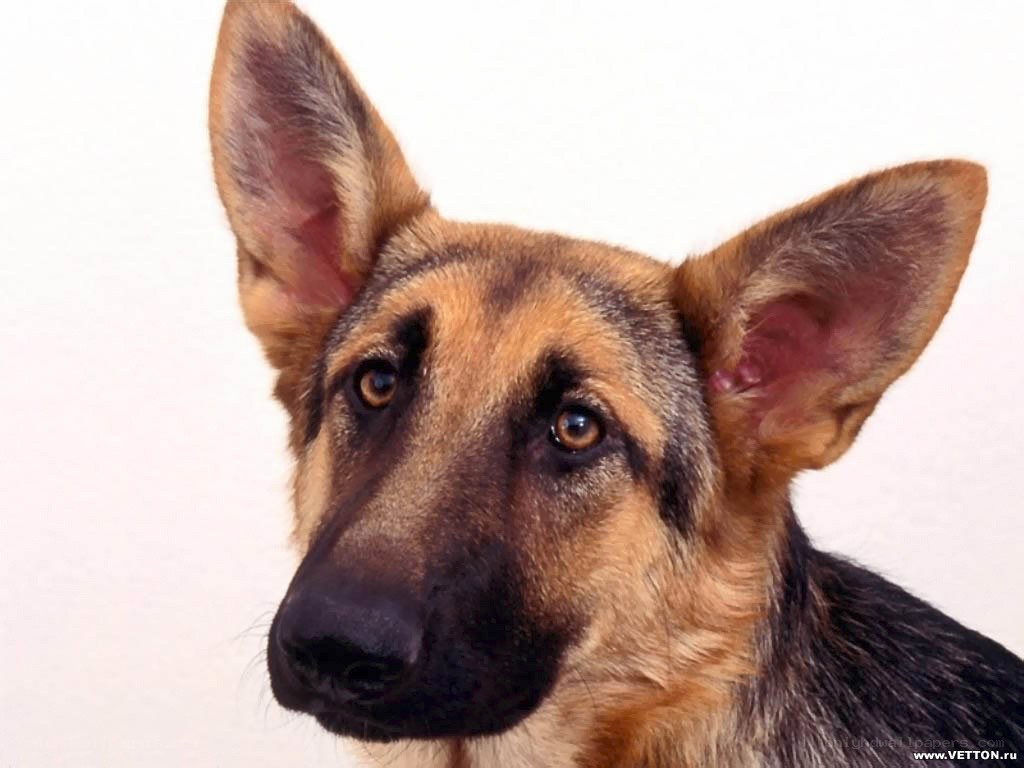 German Shepherd dog portrait