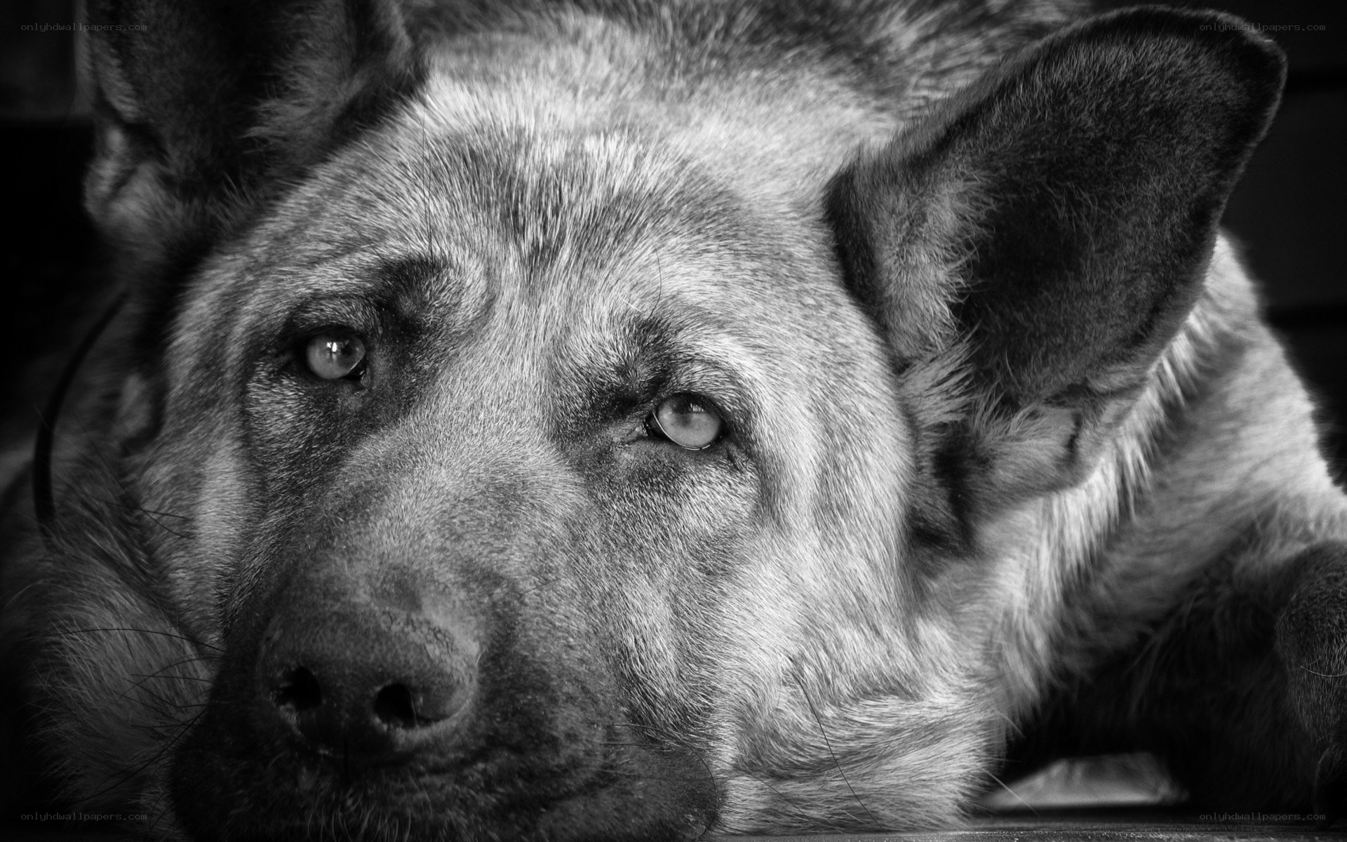 German Shepherd dog portrait
