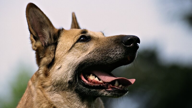 German Shepherd dog portrait