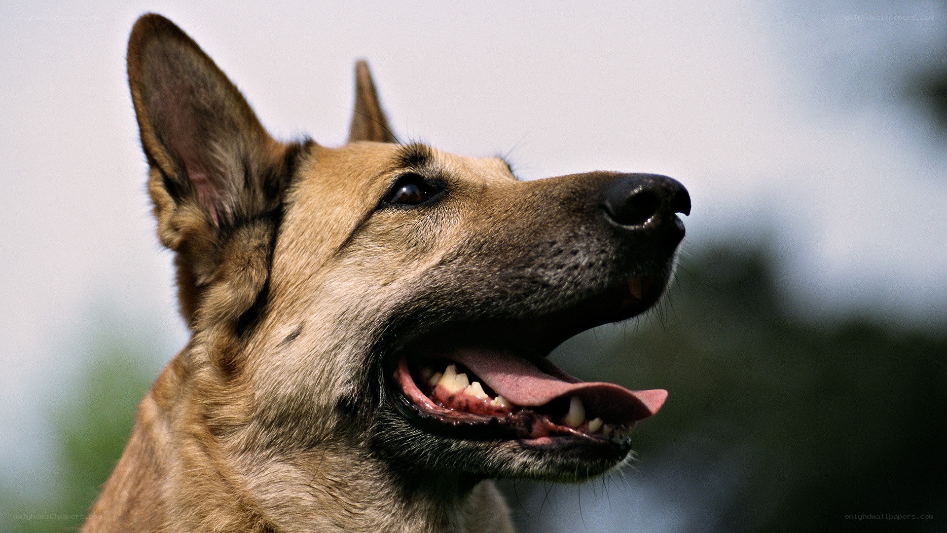 German Shepherd dog portrait