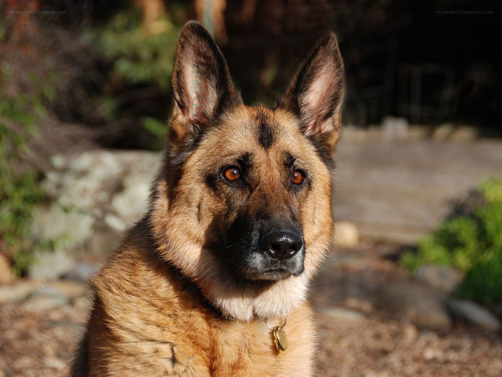 German Shepherd dog portrait