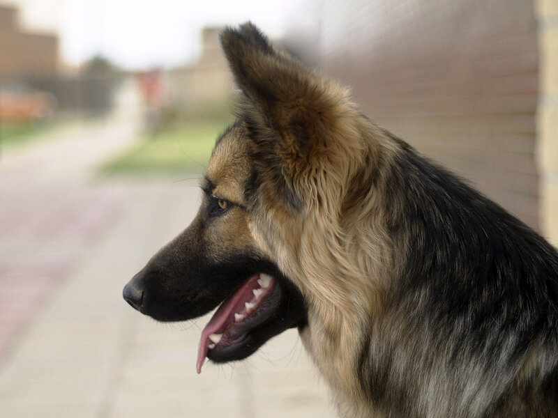 German Shepherd dog profile