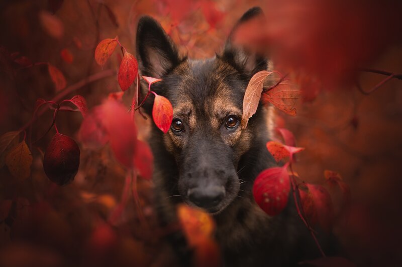 German Shepherd Dog — Red, Dramatic