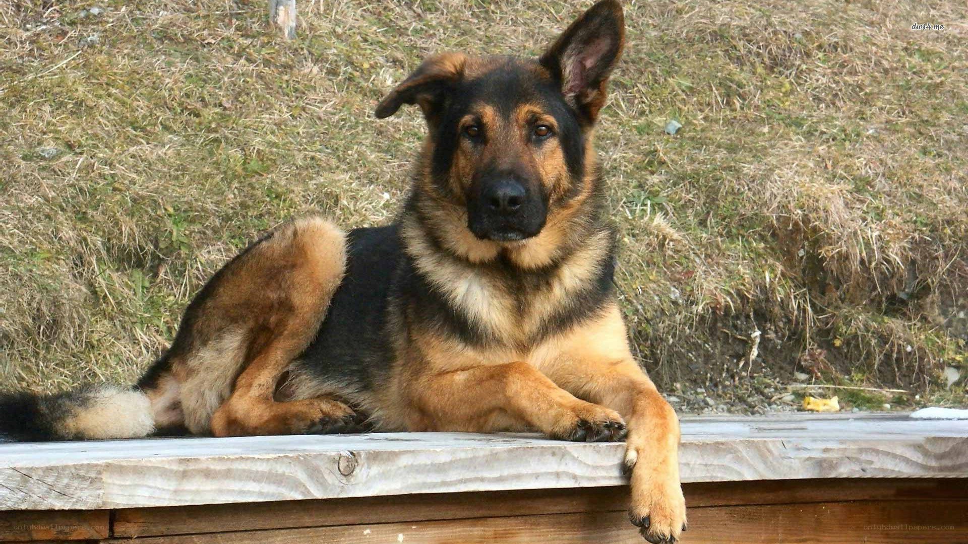 German Shepherd dog resting