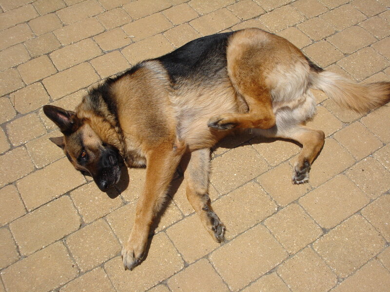 German Shepherd dog resting