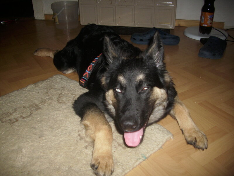 German Shepherd dog resting