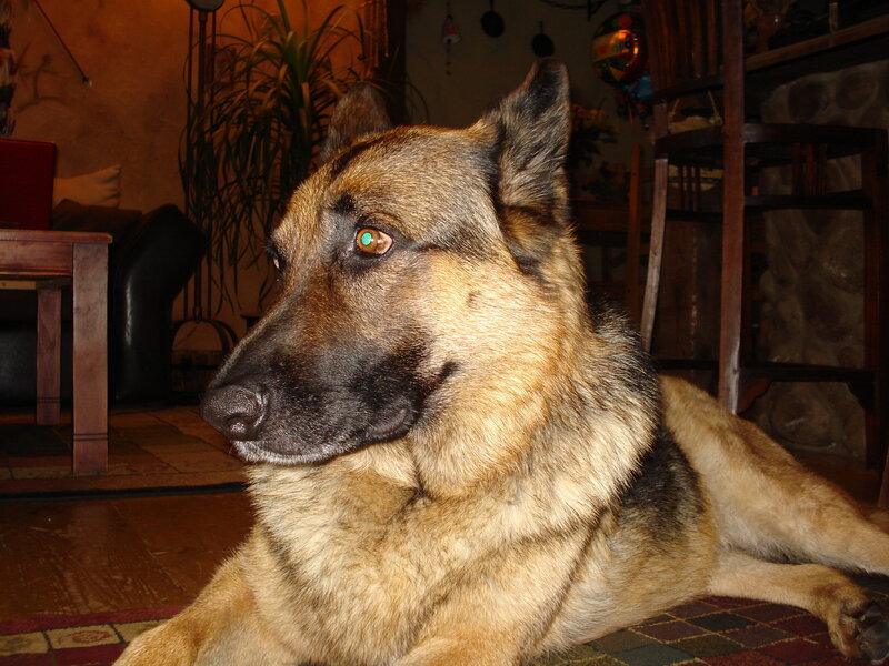 German Shepherd dog resting indoors