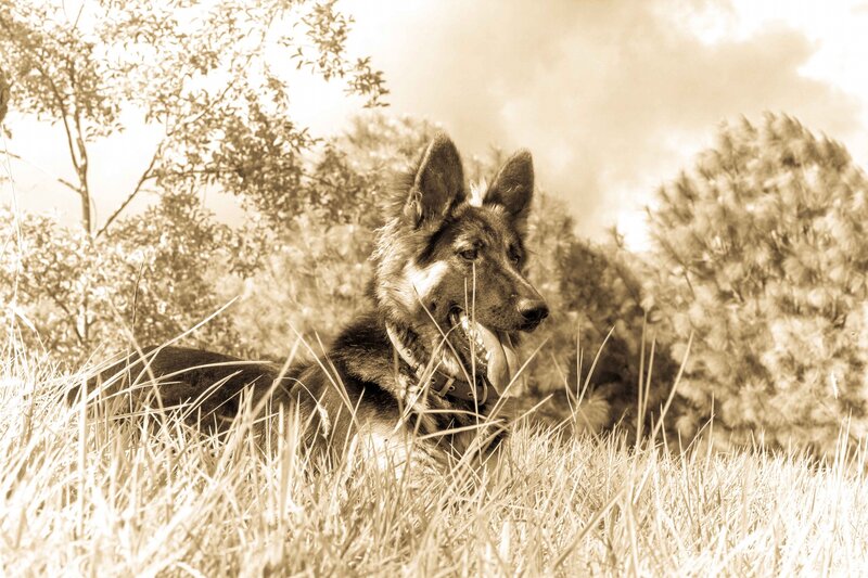 German Shepherd Dog — Sepia, Calm