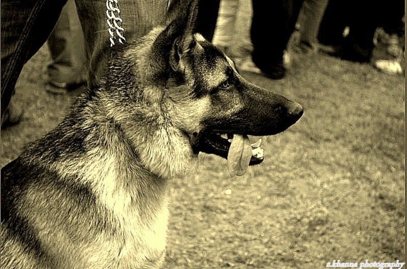German Shepherd Dog — Sepia