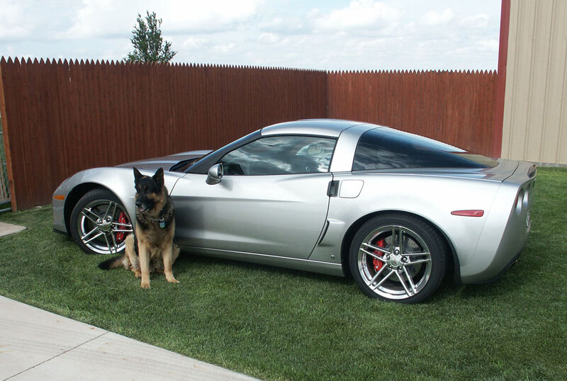 German Shepherd Dog — Silver