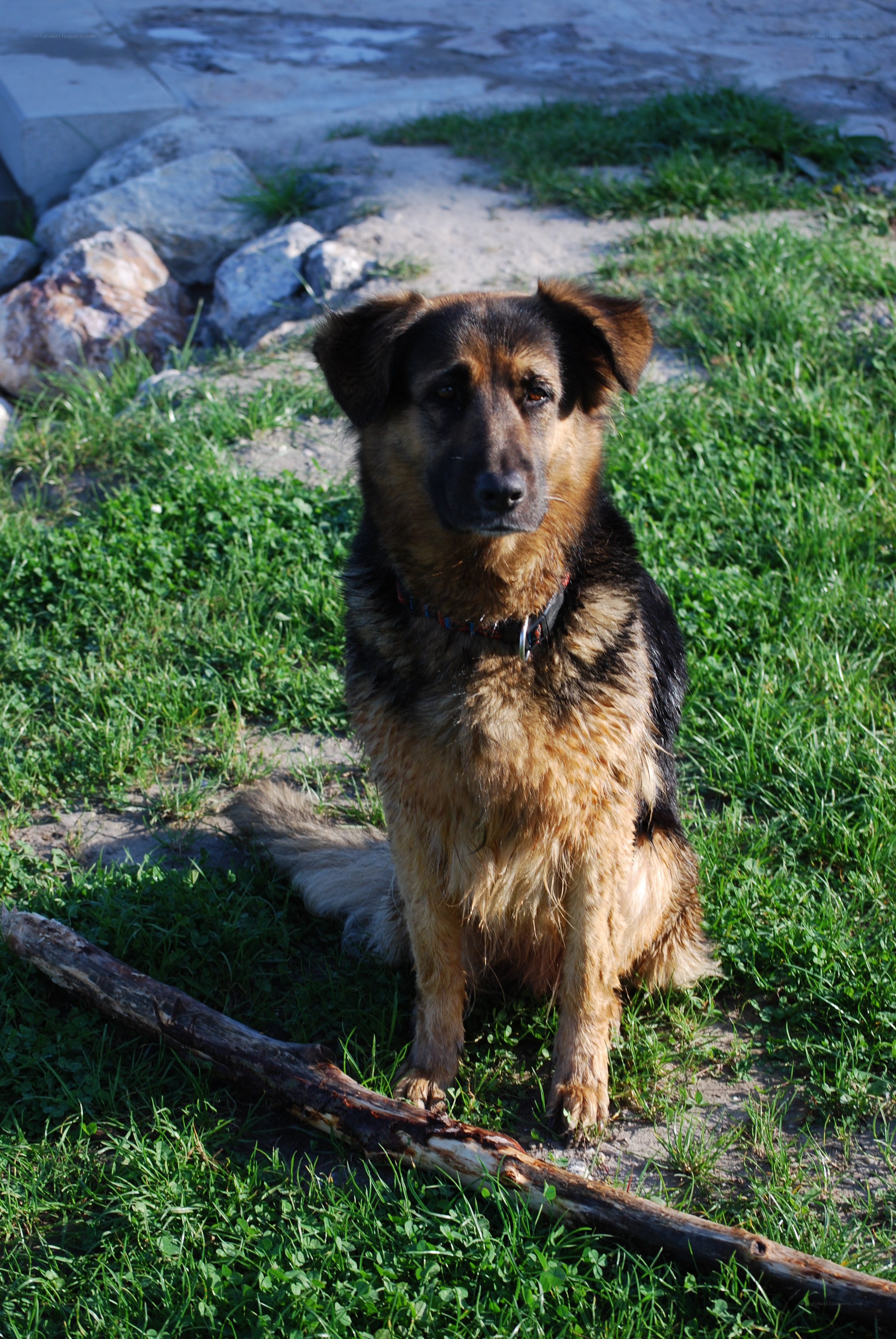 German Shepherd dog sitting on grass