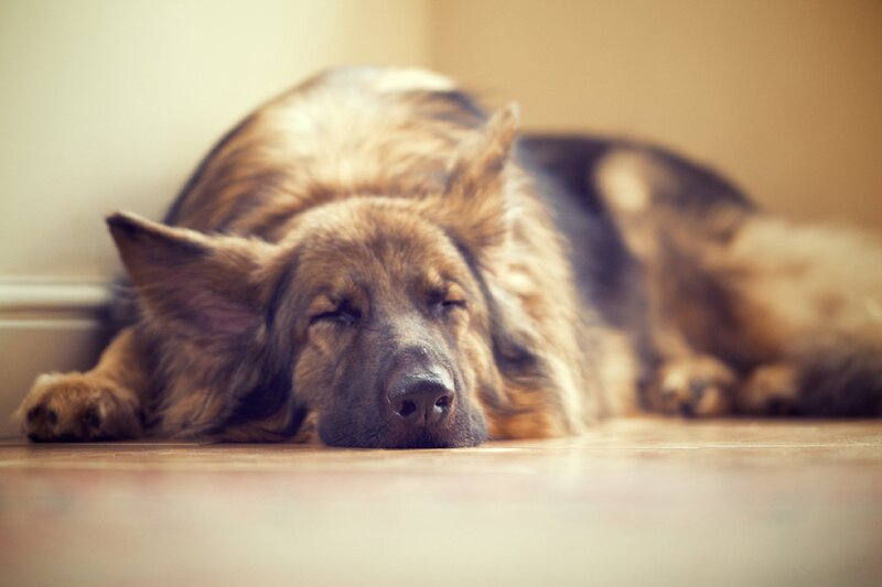 German Shepherd Dog Sleeping