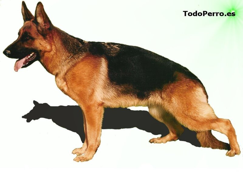 German Shepherd dog standing